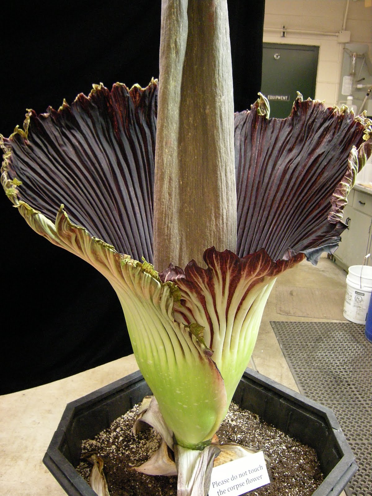 The Obsessive Gardener Corpse Flower Live Feed