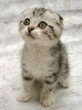 A kitten