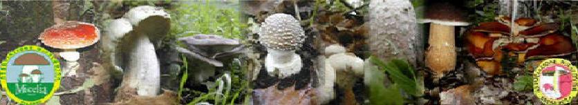 MICELIA Associazione Naturalistica Onlus Palermo