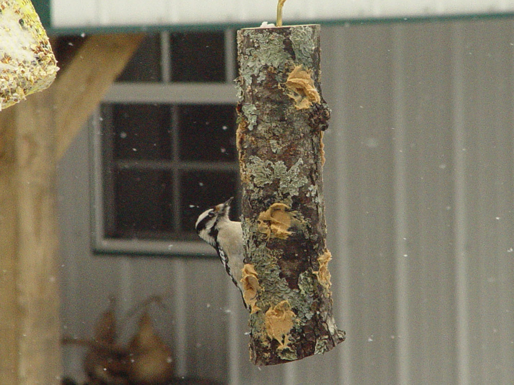 My Gardening Notes Peanut Butter log for the Birds