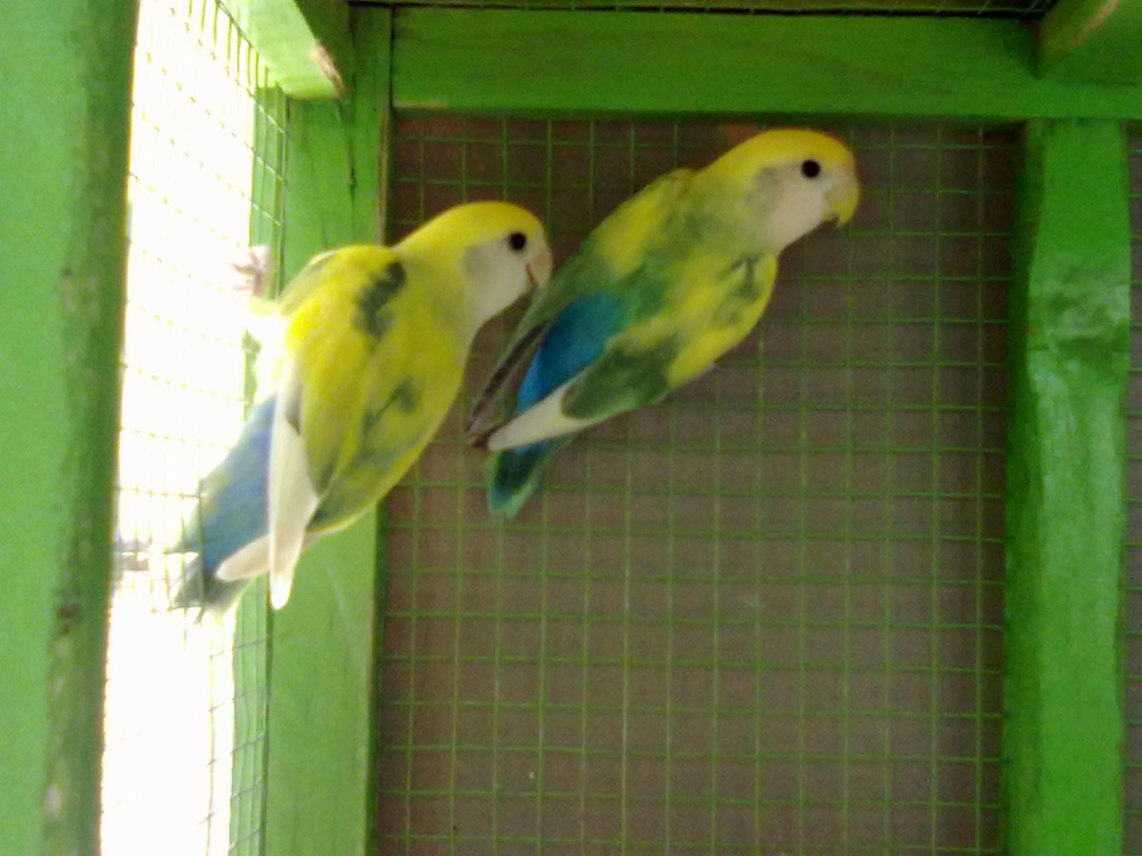 gambar lovebird biru langit koleksi gambar hd gambar lovebird biru langit koleksi gambar hd