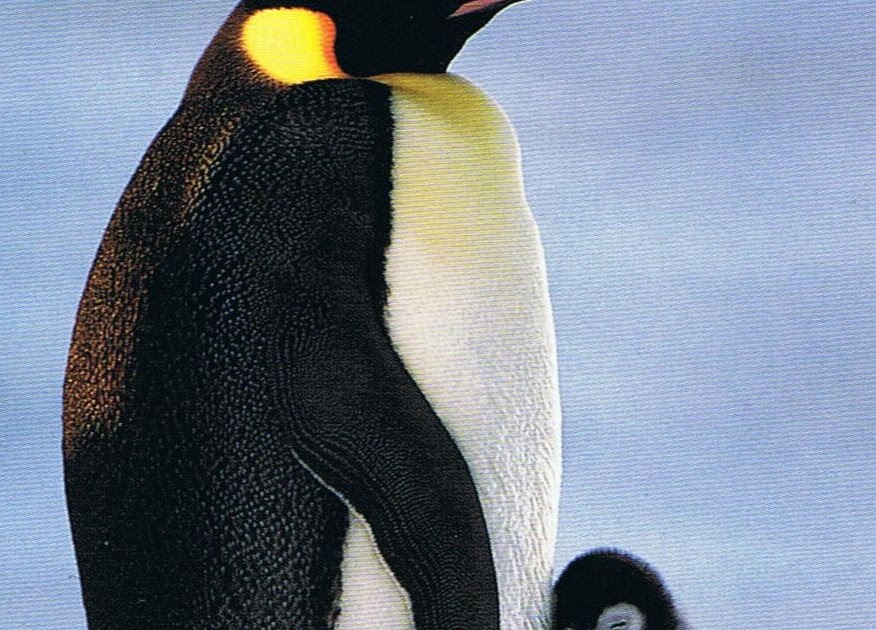Pinguin SchieГџen Pinguin SchieГџen
