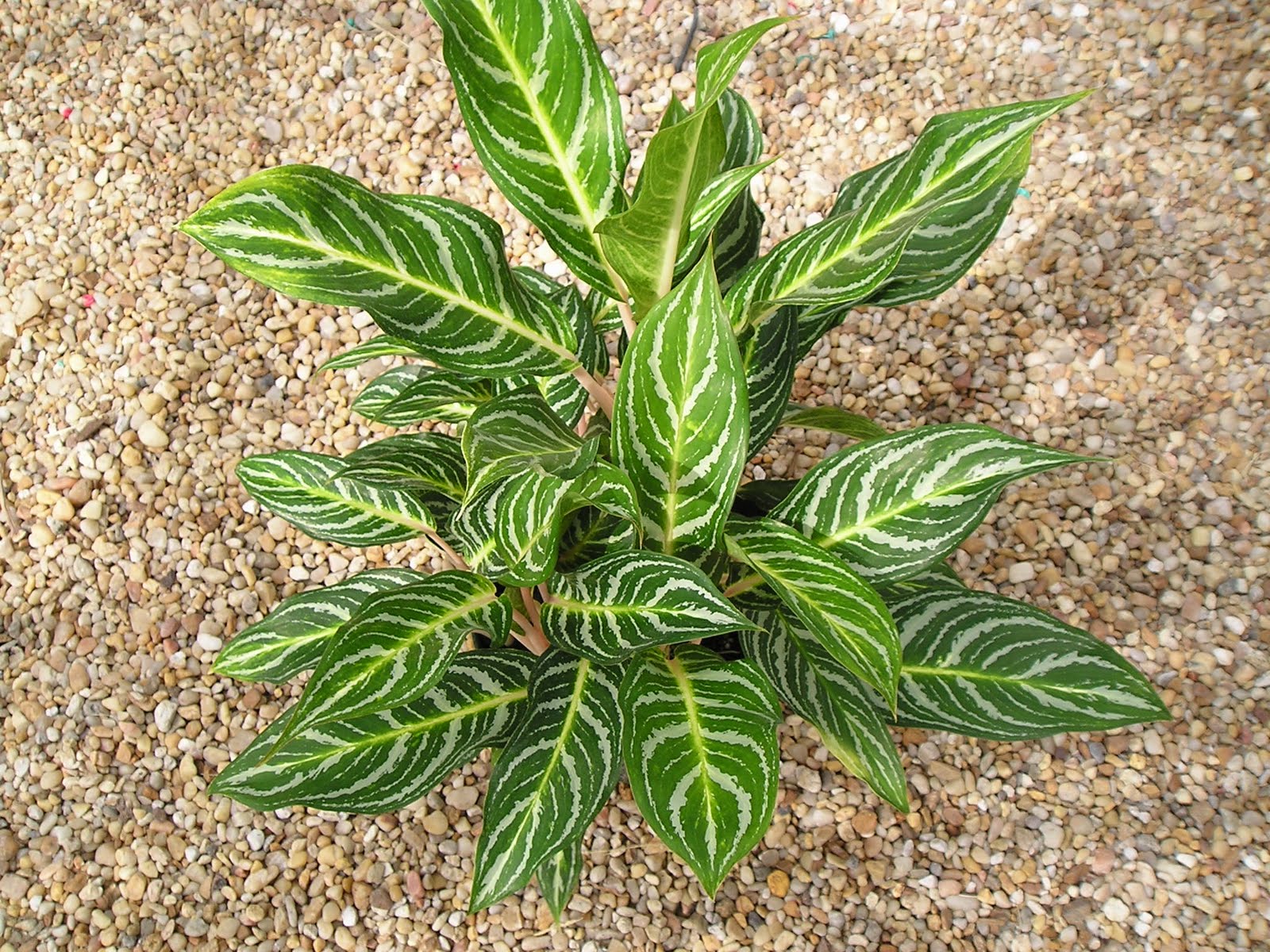 аглаонема грин тайская. аглаонема пикок. аглаонема плант. аглаонема зебра. пахиподиум комнатный.