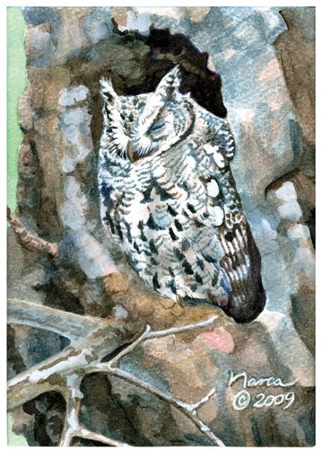 [Whiskered+Screech+Owl.jpg]