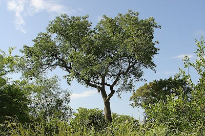 Viagens Pelo Mundo Africa Do Sul Kruger Park A Marula viagens-pelo-mundo-africa-do-sul-kruger-park-a-marula