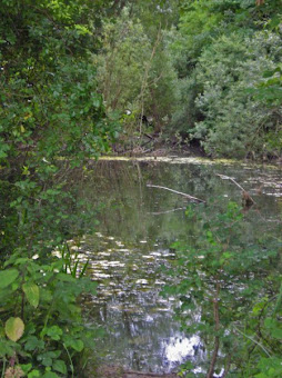 Gerry's Hole, a conservation area originally created from the building of the railway.