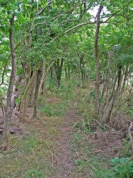 the former Braughing to Great Chesterford Roman Road, now just an overgrown track between two hedges that leads out to the M11. 