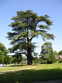 On the left, sunbaked tracks, typical of the entire days walk. On the right, a mighty old tree at Euston.