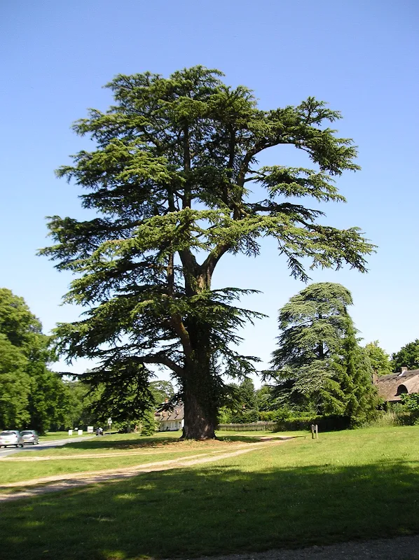 On the left, sunbaked tracks, typical of the entire days walk. On the right, a mighty old tree at Euston.