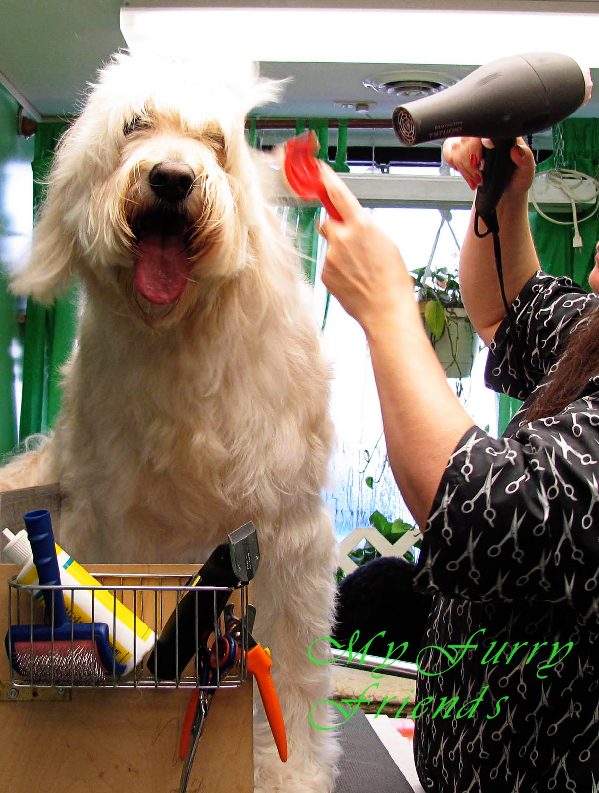 Pet Grooming: The Good, The Bad, & The Furry: This Dog Has FLEAS!!