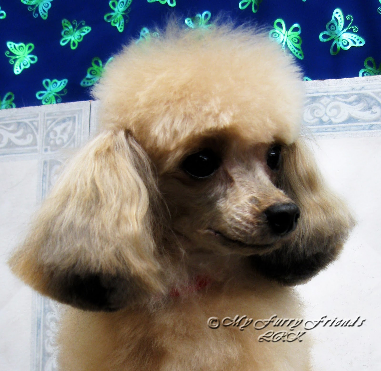 Pet Grooming The Good, The Bad, & The Furry Tuesdays Tip 12 Ear Styles