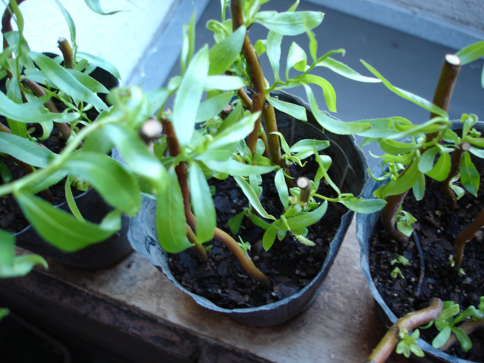 Bonsai Esquejes de Sauce Llorón Eléctrico