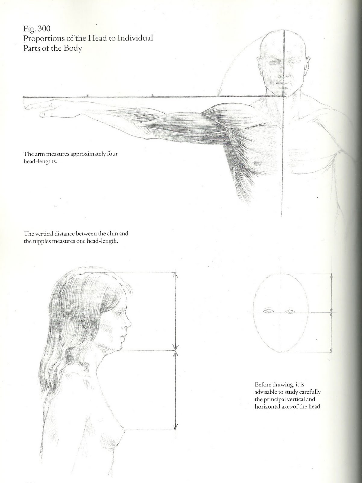 Drawing and Painting SIS FIGURE Basic Proportions