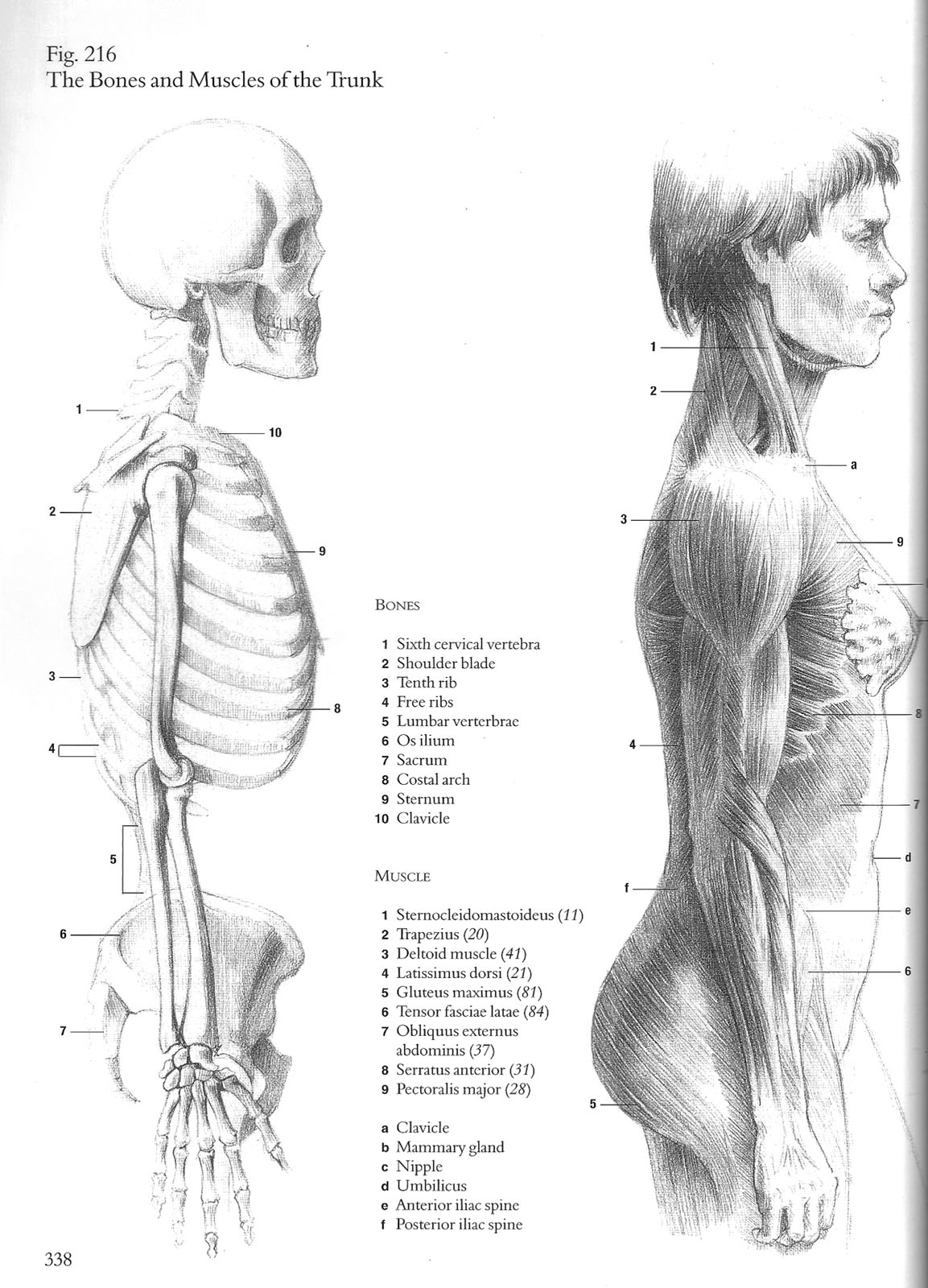 Foundation Drawing Section Z ANATOMY TRUNK MUSCLE STUDY foundation-drawing-section-z-anatomy-trunk-muscle-study