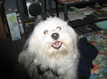 Wally, My Dog Training Partner