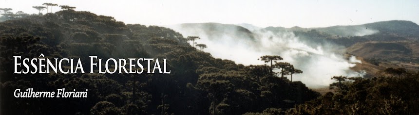 Essência Florestal