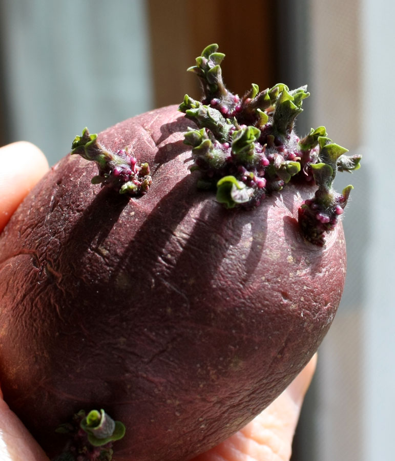 Fanatic Cook Potato Sprouts