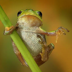Frog: Life Cycle