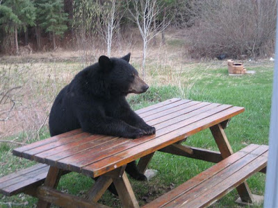 bear+waiting+for+dinner.jpg