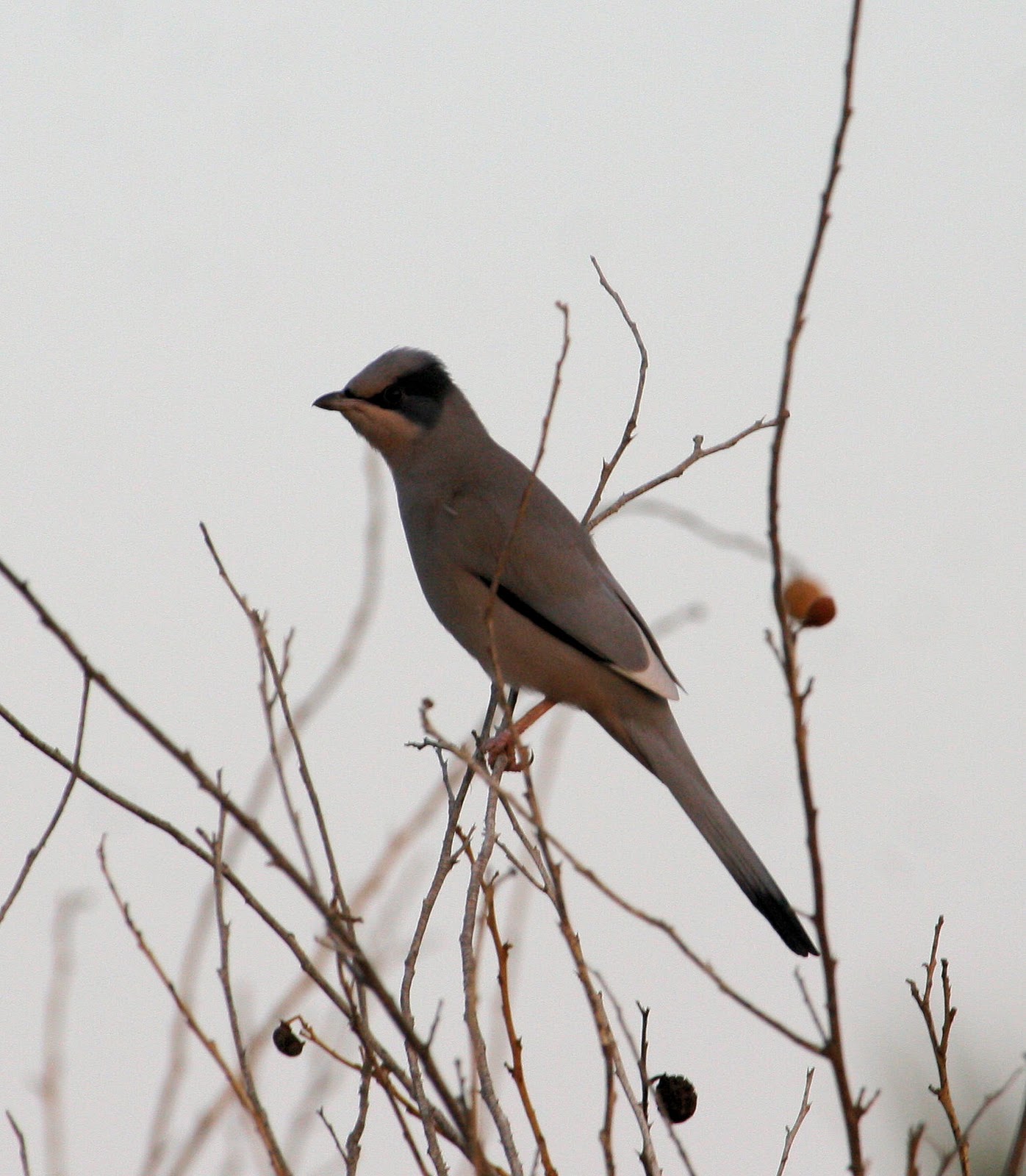 pelagicus: a few exotics from oman - asiatics and insects to follow