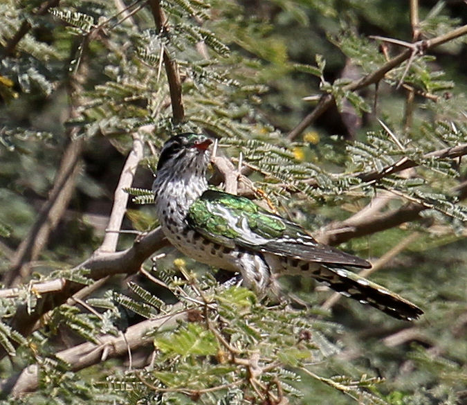 pelagicus: a few exotics from oman - asiatics and insects to follow