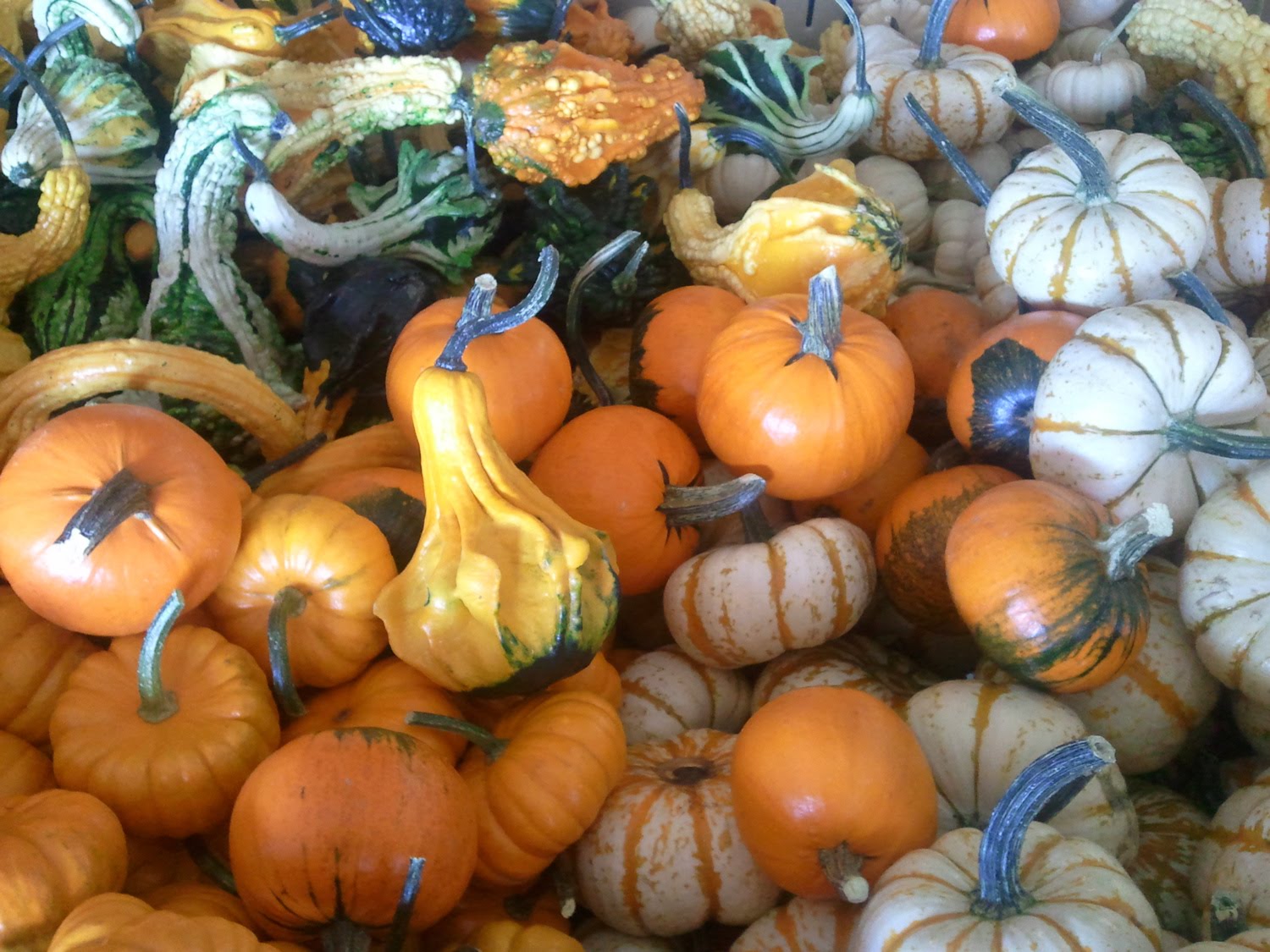 feed yourself Road Trip to Yakima for Farm Fresh Produce