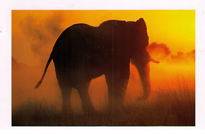 Elephant south africa