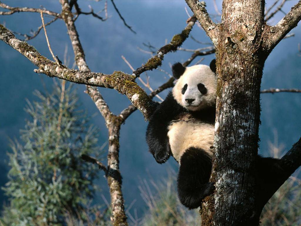 gambar hewan panda - gambar panda