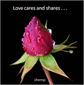 Rose6