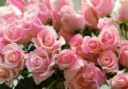 Rose7