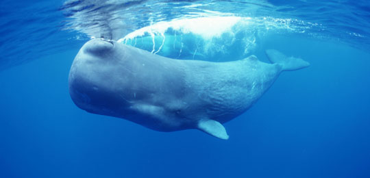 Sperm whale adaptations