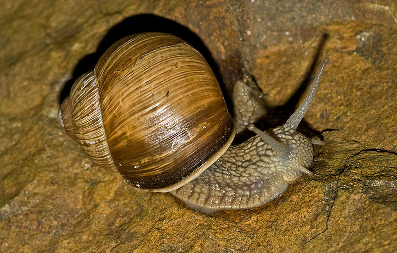Are Snails at Bruce Bridges blog