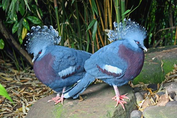 Victoria Crowned Pigeon