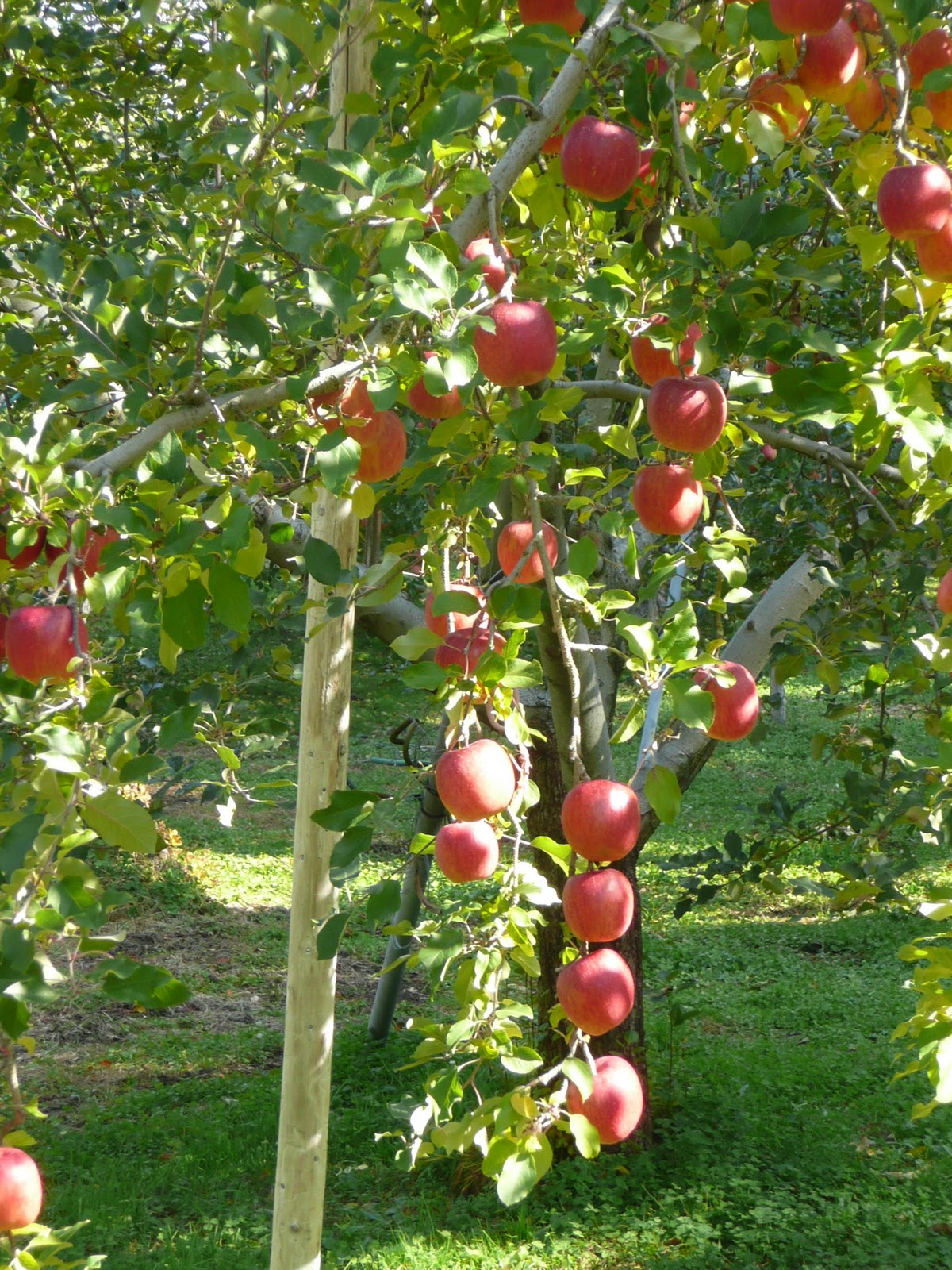 DIANA SIMPSON FUJI APPLES