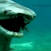 Hallaron un tiburón prehistórico vivo