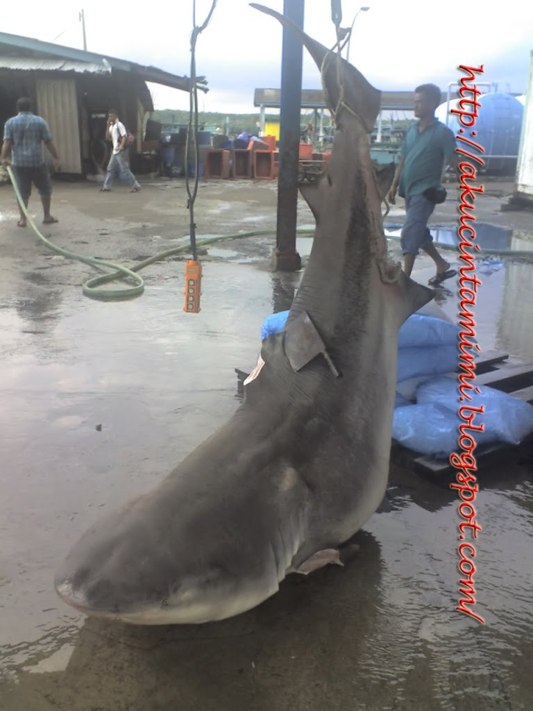 KOLEKSI BEKOK: Shark from Malaysia