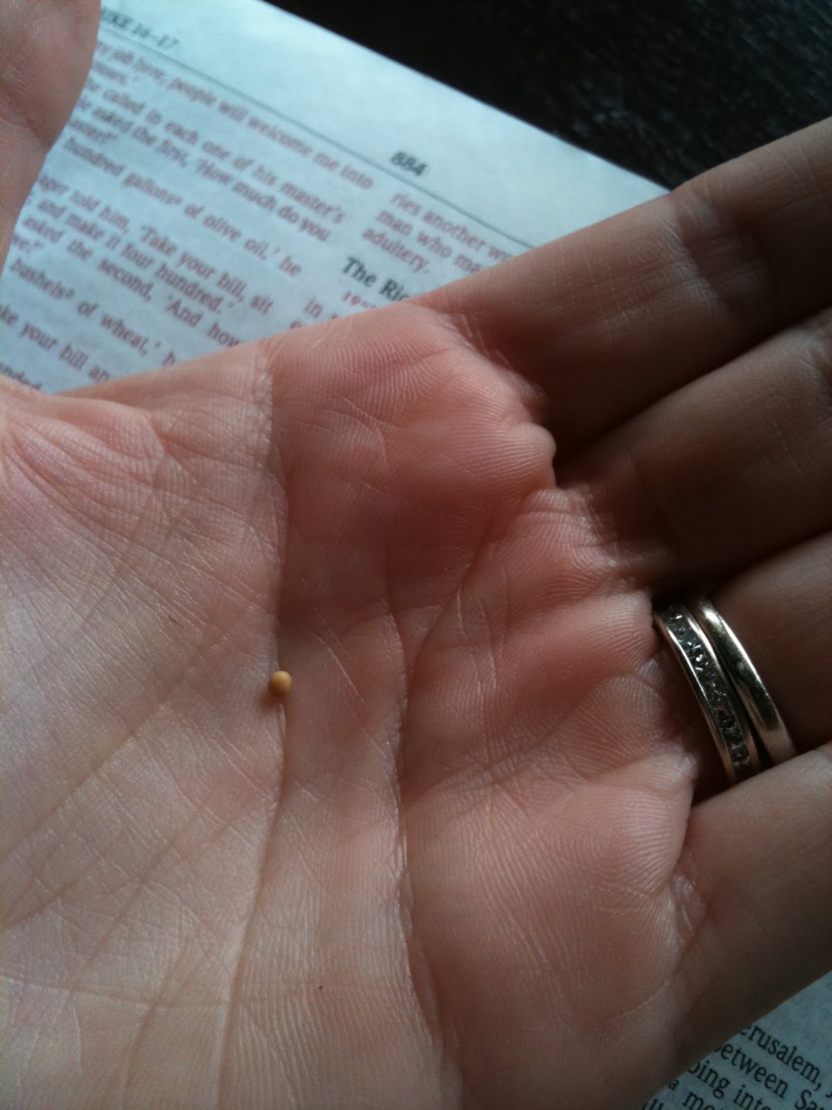 Adventures of the Hunt Family Mustard Seed and a Mulberry Tree