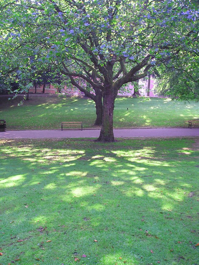 [tree+and+dappling+western+park.jpg]