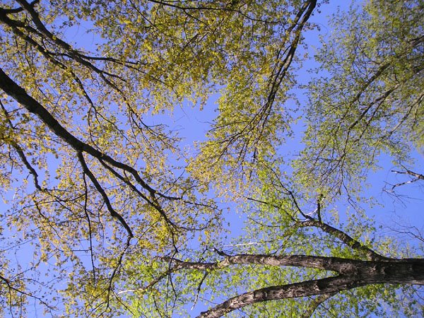 [trees+sky+guelph.jpg]