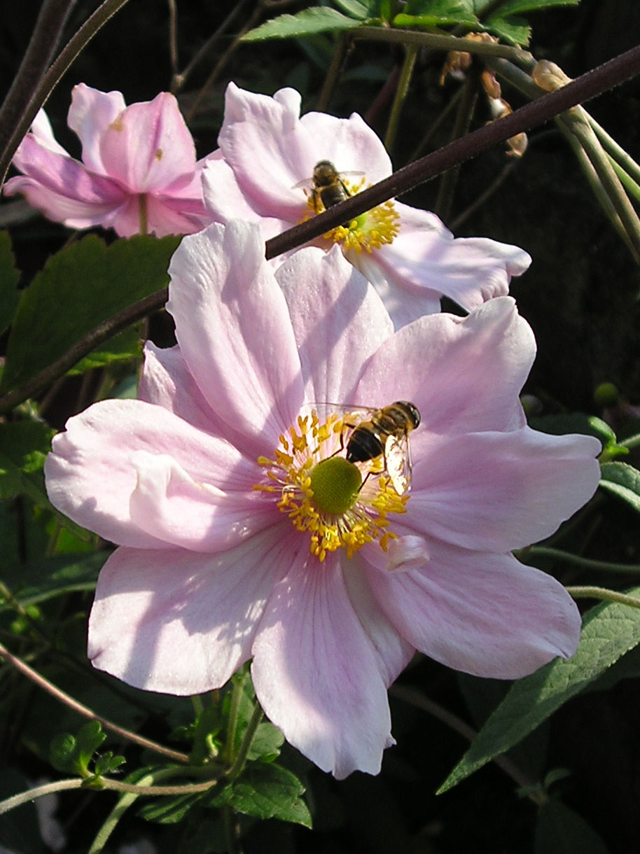 [bee+on+autumn+anemone.jpg]