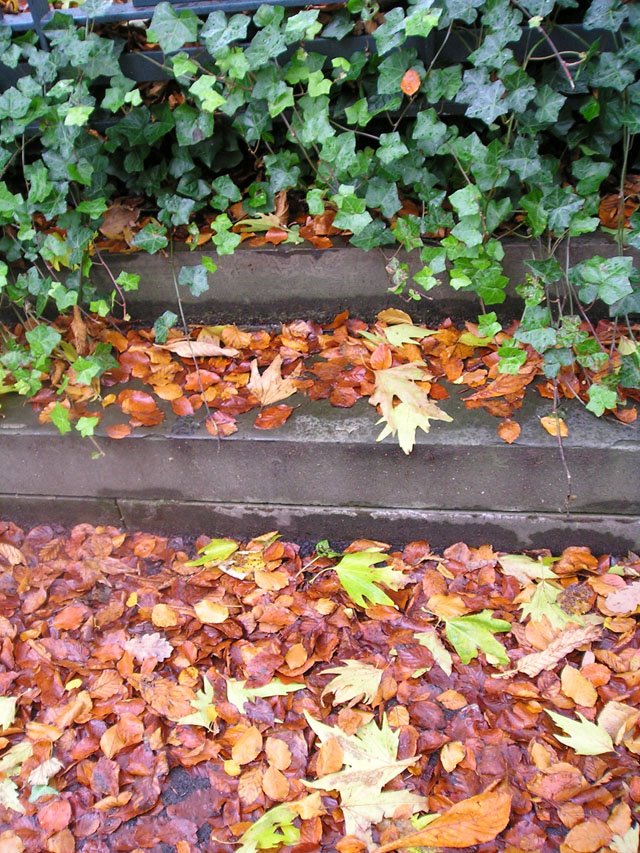 [contrasting+leaves.jpg]