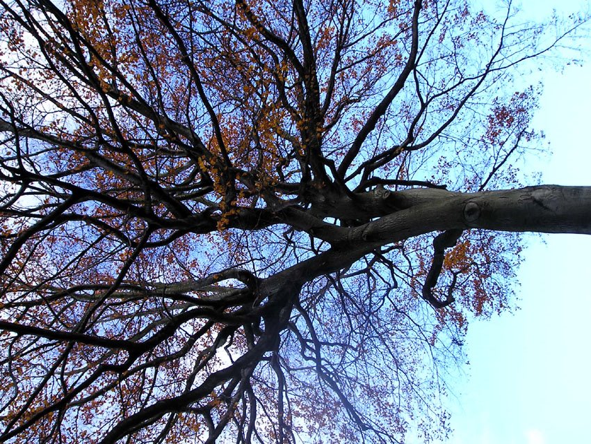 [autumn+to+winter+beech+tree.jpg]