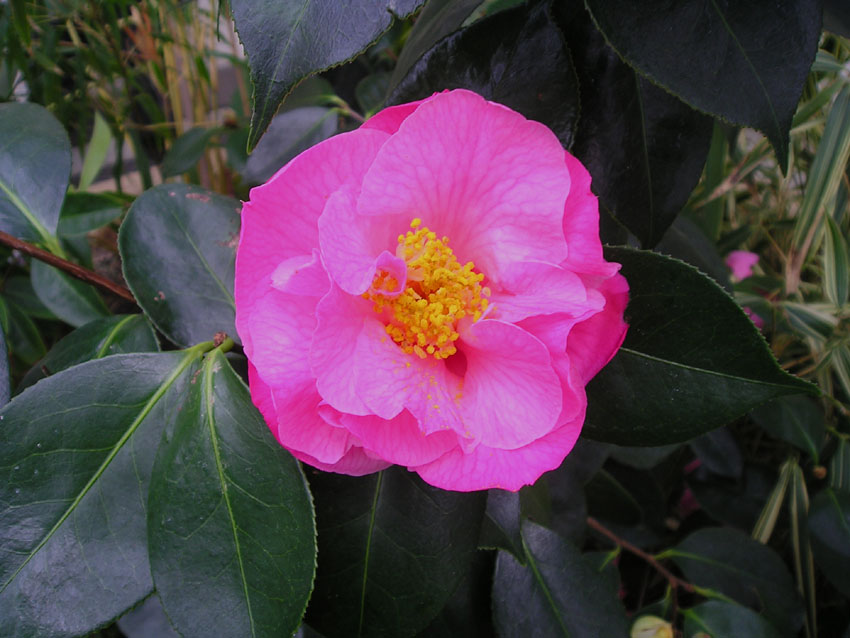 [camellia+in+botanics.jpg]