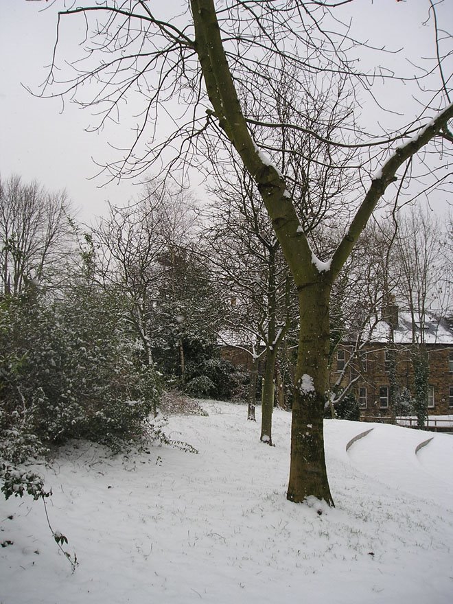 [parker+lane+trees.jpg]