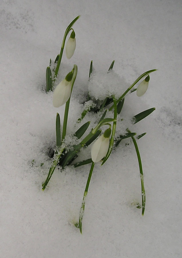 [snowdrops.jpg]