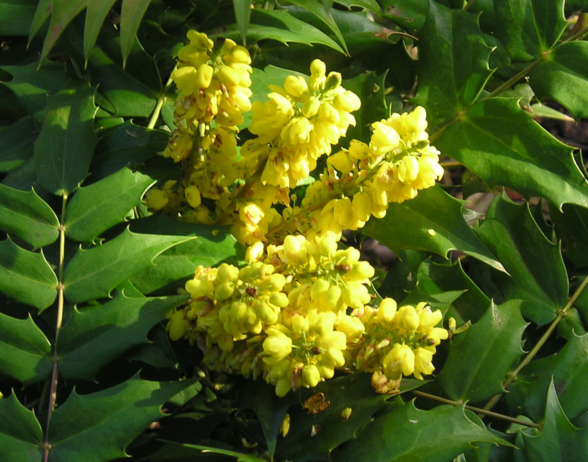 [yellow+western.jpg]