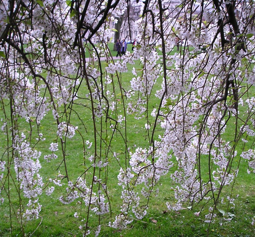 [31-03-09+blossom+strands.jpg]