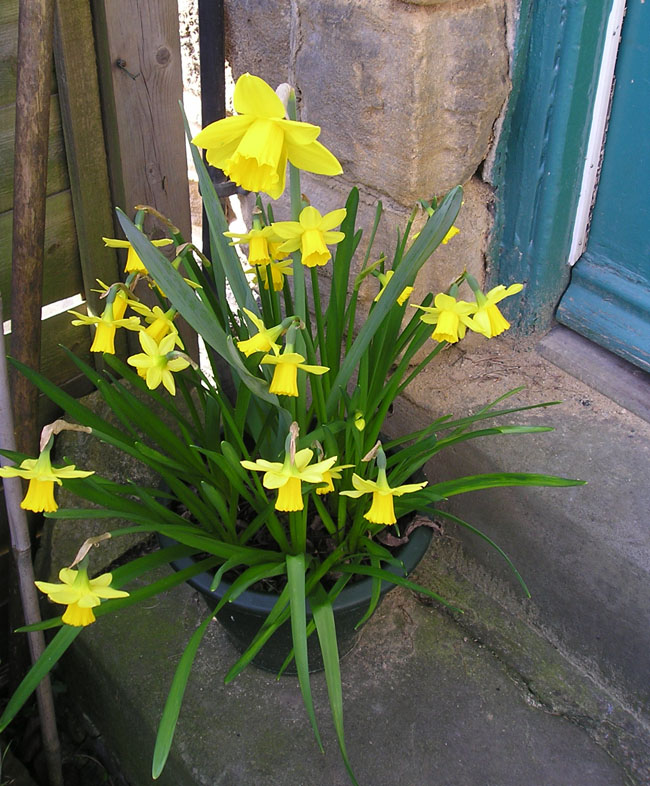 [daffodils+doorstep.jpg]