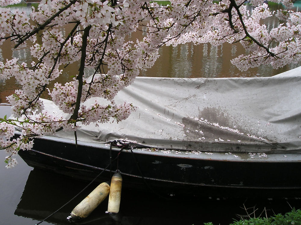 [boat+blossom.jpg]