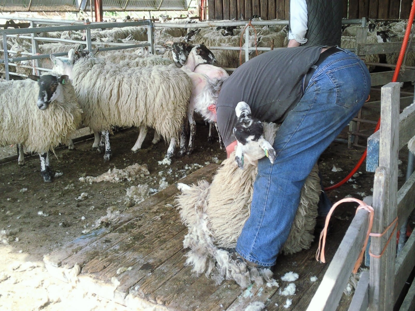 the shapeshifter Sheep shearing down on the farm